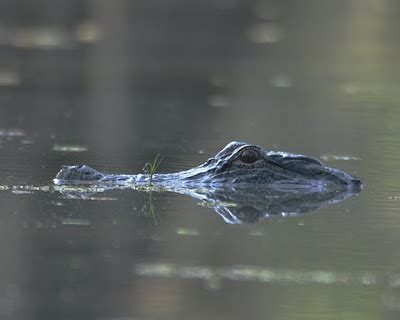 Louisiana Swamp Tours: Louisiana Swamp Tour With Alligators