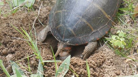 Eastern Painted Turtle Laying Eggs - YouTube