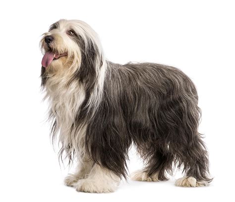 Bearded Collie Breed Guide | Petbarn