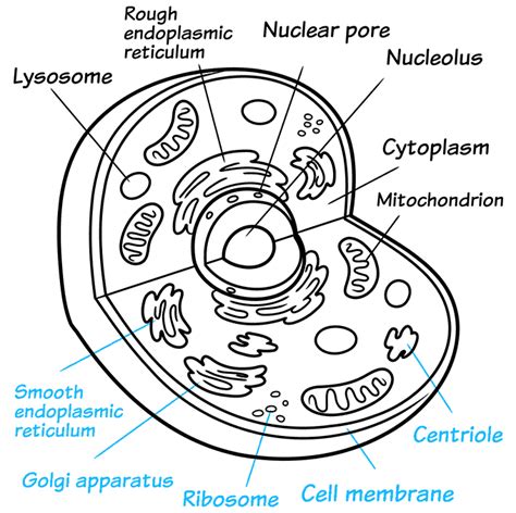 Animal Cell Membrane Drawing : How To Draw Animal Cell Labelled Diagram ...