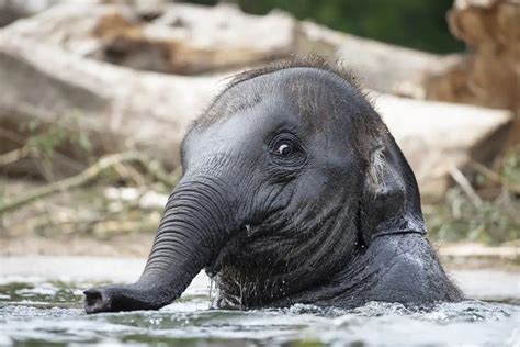 How Long Can Elephants Swim Underwater? - WildLifeFAQ