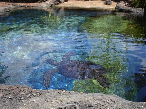 Waikiki Aquarium - Third oldest aquarium in the U.S. | Only In Hawaii