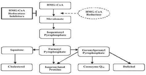 Mechanisms of action and effects of the administration of Coenzyme Q10 on metabolic syndrome ...