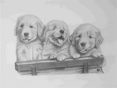 Golden Retriever Puppy Drawing at PaintingValley.com | Explore ...