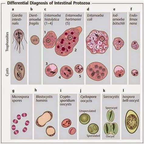 Overview of Intestinal Protozoan Infections Vet Medicine, Veterinary Medicine, Science Lab ...