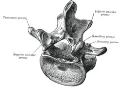 Lumbar vertebrae - Wikipedia