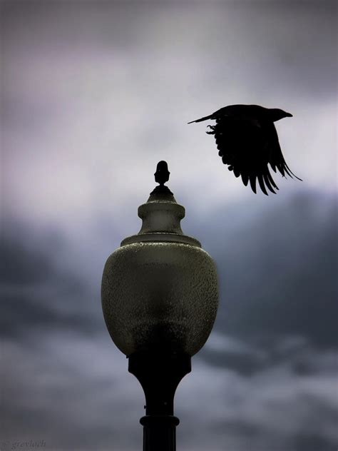 Crow Leaving A Lamp-post (dark - Ghostly) by greyloch-md on DeviantArt