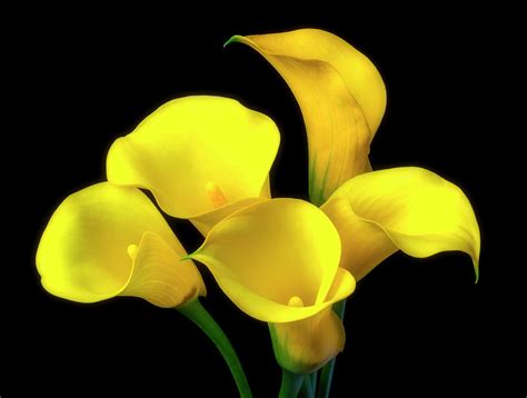 Bouquet Of Yellow Calla lilies Photograph by Garry Gay - Fine Art America