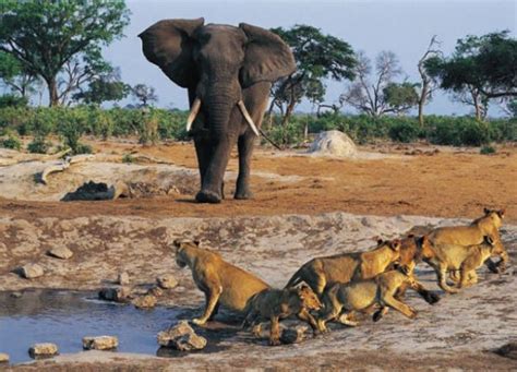 The Amazing Wildlife of Africa's National Parks and Game Reserves ...