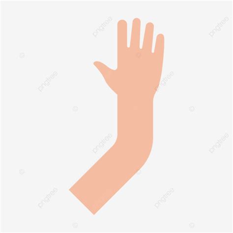 Arm Hand Vector, Hand, Arm, Finger PNG and Vector with Transparent Background for Free Download