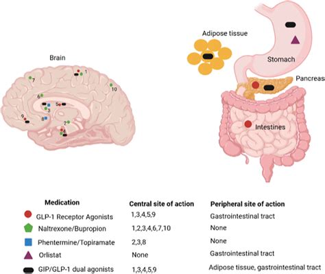 Site of action of FDA approved anti-obesity medications. (1): parietal ...