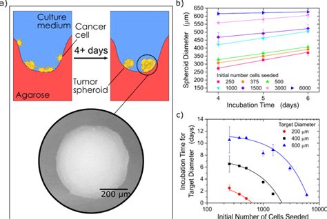 (a) Schematic showing the method of producing tumor spheroids by... | Download Scientific Diagram