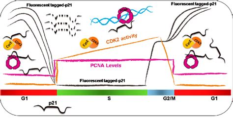 Cell cycle imposes strong regulation on p21 levels in S phase. Levels... | Download Scientific ...