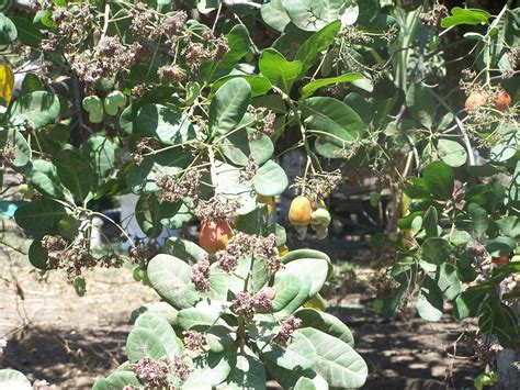 Cashew Tree: Pictures, Facts Photos On Cashew Trees