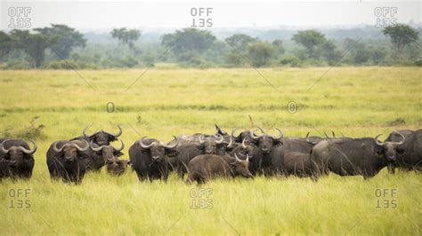 African Buffalo Herd Looks on in Refuge in Uganda stock photo - OFFSET