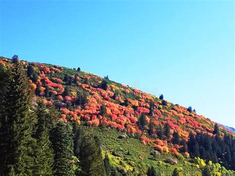 Fall Colors in the Mountains Stock Photo - Image of leaf, colorful: 127921962