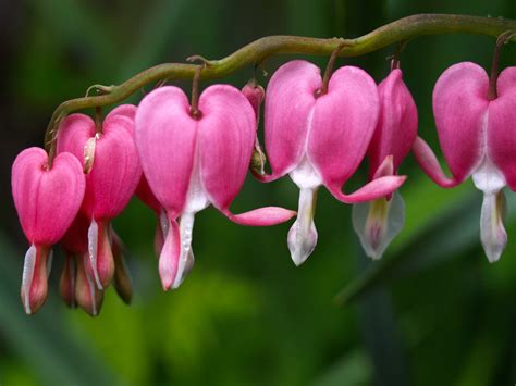 Capt Mondo's Photo Blog » Bleeding Heart Flowers