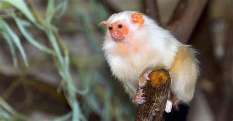 Types of Monkeys: 10 Monkey Breeds You Should Know