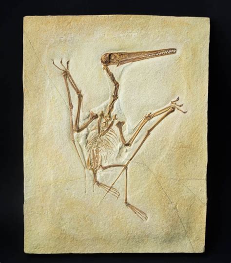 High quality replica - Fossil dinosaur - Pterosaur, - Catawiki