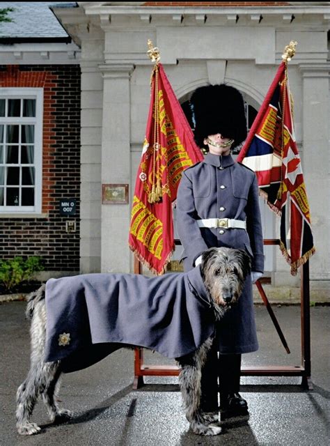 Irish Guards | Wolfhound, Irish wolfhound, Military