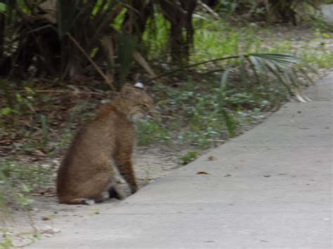 Kiawah Island Wildlife - Kenzie Blogs Life