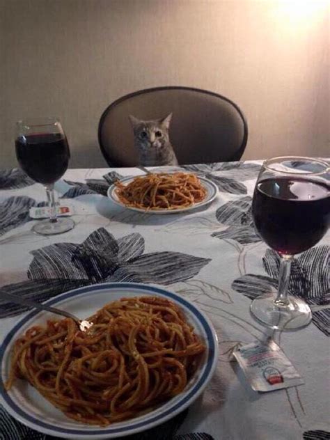 Cat Dinner Blank Template - Imgflip