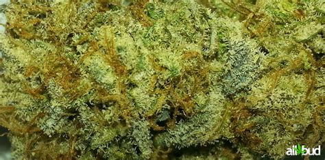 Thin Mint Marijuana Strain Information & Reviews | AllBud