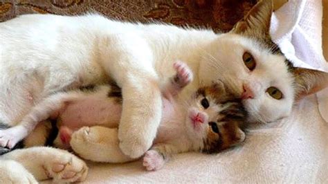 Mama Cat Takes Care Baby Kitten Compilation - YouTube