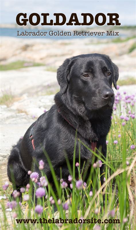 √√ Labrador Golden Retriever Idaho USA - Buy Puppy In Your Area