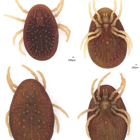 (PDF) Morphological identification, molecular characterization and ...