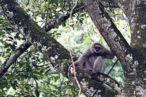 Javan Gibbon released to natural habitat - National - The Jakarta Post