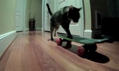 Some Awesome Cat Tricks | RTM - RightThisMinute