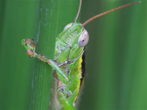 コバネイナゴ: ご近所の小さな生き物たち