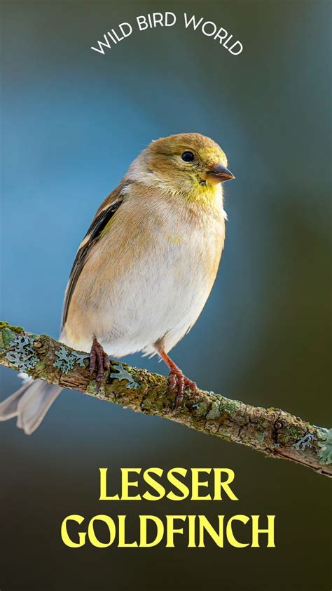 Lesser Goldfinch | Wild birds, Backyard birds, Bird species