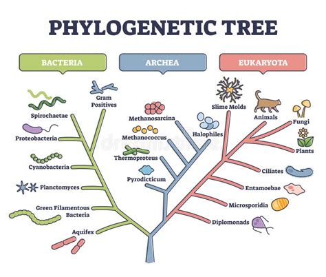 Fitogenia De árbol Filogenético O Diagrama De Esquema De Clasificación Evolutiva Ilustración del ...