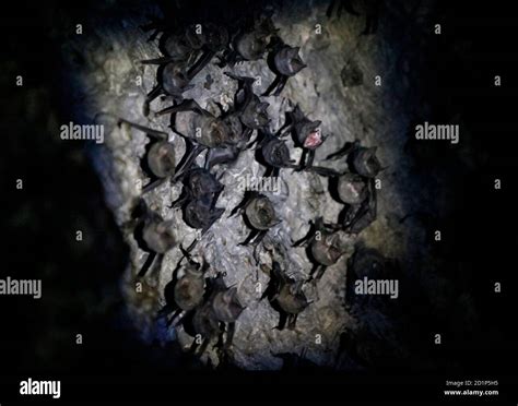 Bats pictured in cave near hi-res stock photography and images - Alamy