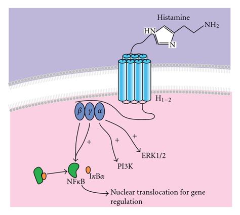 Histamine receptors on ECs. Two histamine receptors (H1 and H2) are... | Download Scientific Diagram