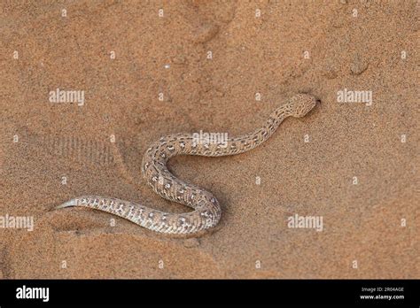 sidewinder snake in the Namib Desert Stock Photo - Alamy