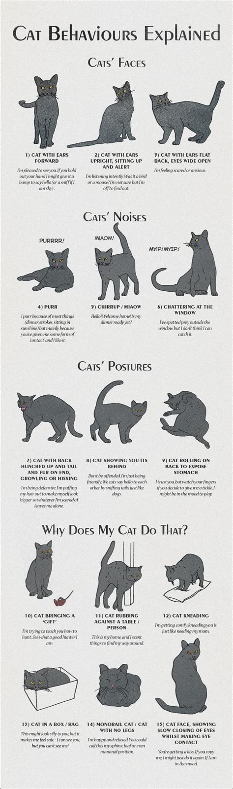 Cat Behavior Explained : r/coolguides