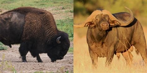 Bison Vs Buffalo: 6 Key Differences Between These Mammals