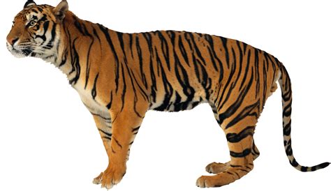 Tiger PNG Transparent Images - PNG All