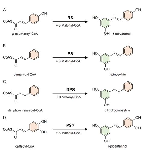 Stilbene Biosynthesis | Encyclopedia MDPI