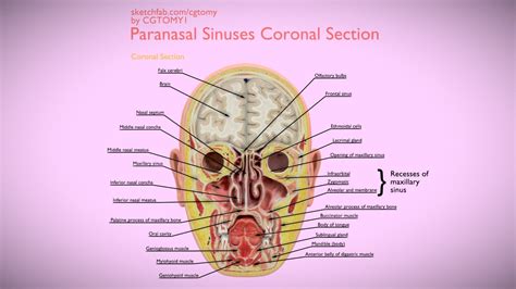 Paranasal Sinuses Coronal Section - Buy Royalty Free 3D model by CGTOMY [5c58dcf] - Sketchfab Store