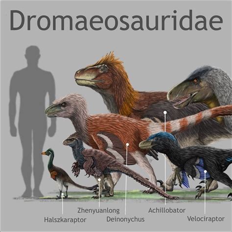 ArtStation - DROMAEOSAURIDAE