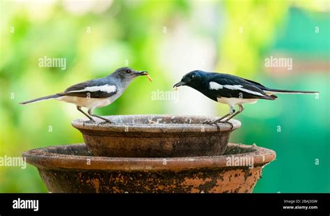 Male and female Oriental Magpie Robin with mealworms in the beaks perching on a clay bowl Stock ...