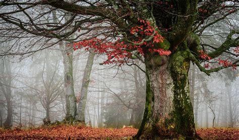 mist, Nature, Landscape, Trees Wallpapers HD / Desktop and Mobile ...