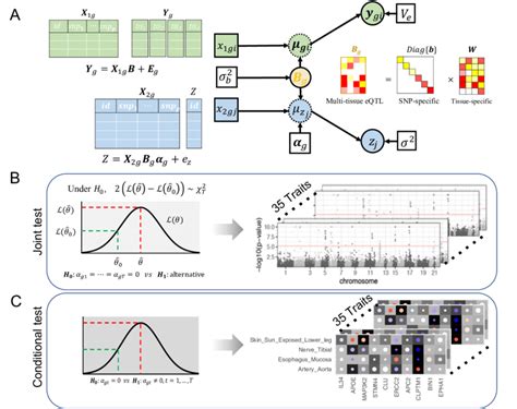 TisCoMM workflow. A. Probabilistic graphical model of TisCoMM that... | Download Scientific Diagram