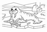 20  Walrus Coloring Pages Free Printable PDF & Online Coloring sketch template