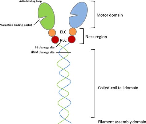 Myosin Structure