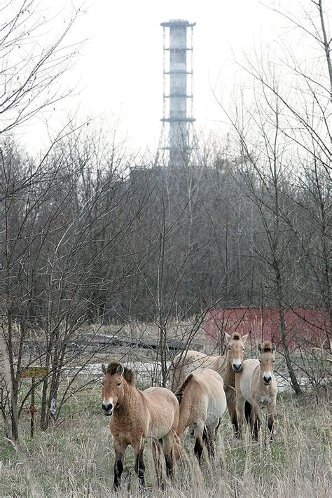 Przewalski's horses near Chernobyl zone. Photograph by Science Photo Library